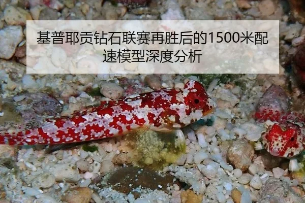 基普耶贡钻石联赛再胜后的1500米配速模型深度分析